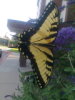 YellowTiger Swallowtail Butterfly
