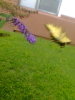 The butterfly took off when I snapped the pic