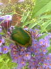 A June bug I saw on the bush also.